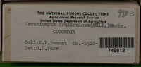 Ceratiomyxa fruticulosa var. fruticulosa image